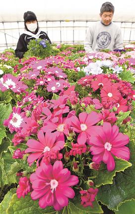 出荷作業が進むハウスで鮮やかな花を咲かせるサイネリア