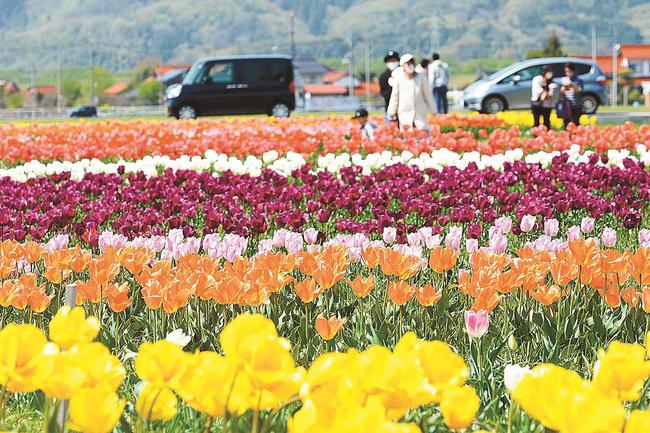 見ごろを迎えた色とりどりのチューリップ＝出雲市斐川町今在家