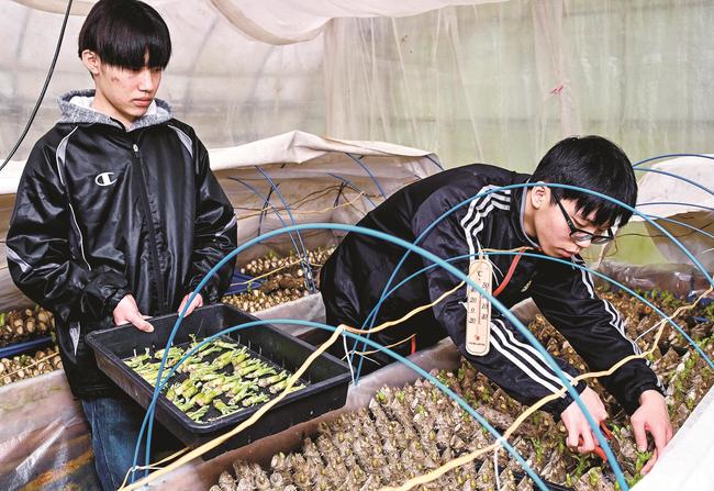 タラの芽を収穫する大見工業の新入社員＝益田市匹見町落合