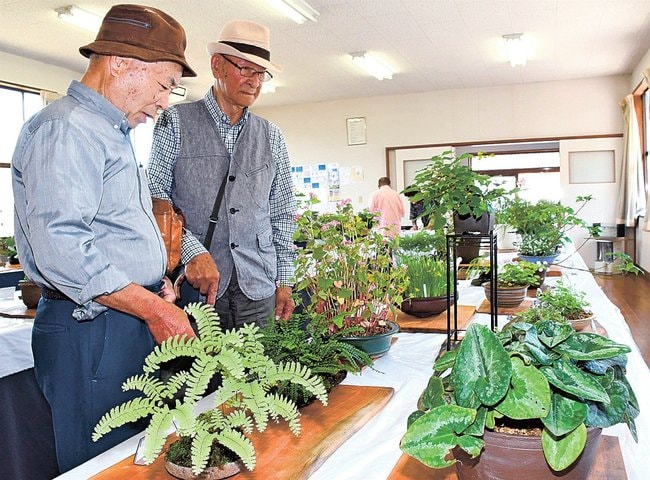 鉢植えの山野草を観賞する来場者＝益田市乙吉町、乙吉公民館