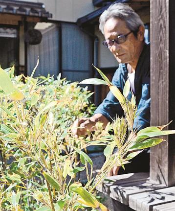 勝部薫さんの自宅で開花したクロチク＝益田市内田町