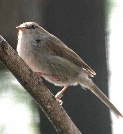 「春告鳥」の異称で知られるウグイス（資料）