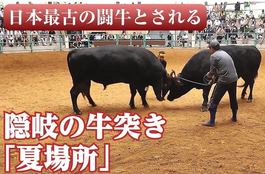 動画あり】未来へつなぐ 山陰の祭り・行事〈2〉 隠岐の牛突き（隠岐の