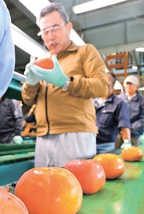 ベルトコンベヤーで次々と流れてくる富有柿を選別する作業員=鳥取県南部町市山、JA鳥取西部あいみ選果場