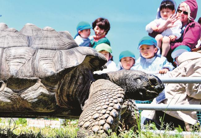 芝生の上を歩くアルダブラゾウガメを観察する園児＝米子市新開４丁目、かいけ心正こども園