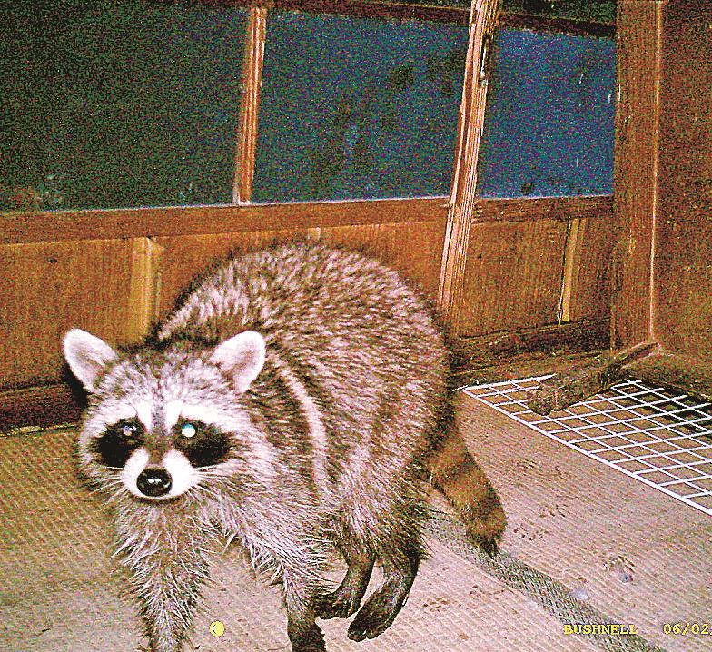 アライグマ 島根西部で急増 農作物の被害懸念 放棄地や廃屋 繁殖し