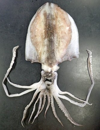 松江市美保関町七類で釣られた腕が１１本のアオリイカ（鳥取県水産試験場提供）