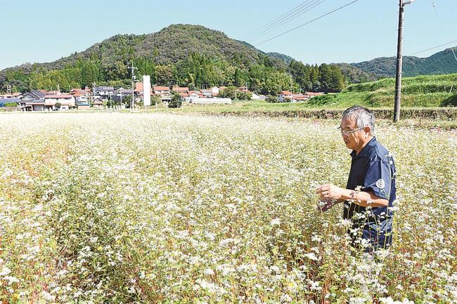一面に白い花をつけたソバ畑＝島根県邑南町日和