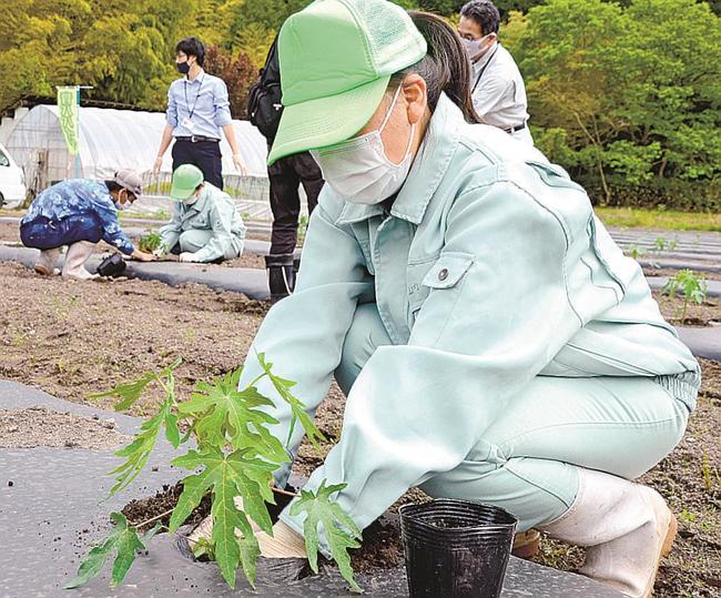 青パパイアの苗を植える日野高校の生徒＝鳥取県日野町久住