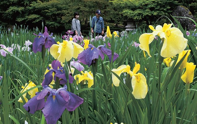 見頃を迎えたハナショウブを楽しむ来園者=雲南市木次町平田、石照庭園