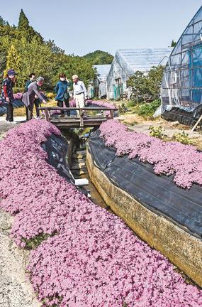 満開のシバザクラを楽しむ地域住民＝松江市下佐陀町