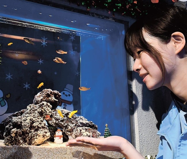 クリスマスにちなんだ水槽を紹介する担当者=浜田市・江津市、しまね海洋館アクアス