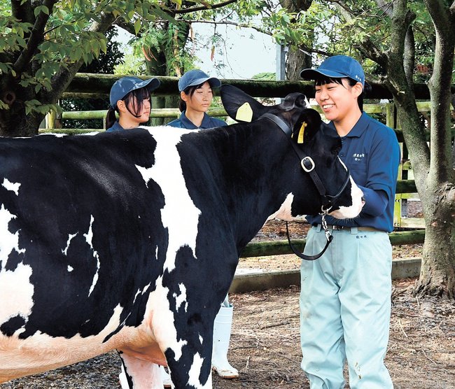 牛を引く練習に取り組む生徒たち=出雲市下横町、出雲農林高校