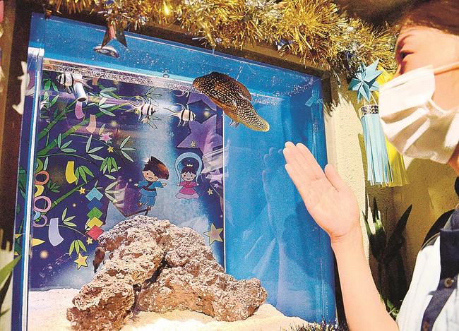 七夕にちなんだ生き物を紹介する企画展＝浜田市・江津市、しまね海洋館アクアス