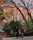 紅葉を楽しみながら境内を散策する参拝者＝出雲市別所町、鰐淵寺