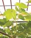 神紅の栽培過程で摘み取られる副梢（ポーラ提供）
