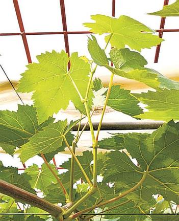 神紅の栽培過程で摘み取られる副梢（ポーラ提供）