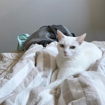 気品あるたたずまいのしろっこちゃん