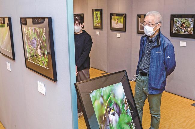 野鳥の生態を撮影した作品に見入る来館者＝鳥取県大山町大山、県立大山自然歴史館