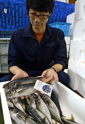 今季初めてブランド認定されたどんちっちアジ＝５月23日、浜田市原井町のはまだお魚市場