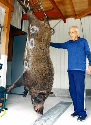 鳥取県江府町の山中で捕獲された大イノシシ＝同町美用、奥大山地美恵
