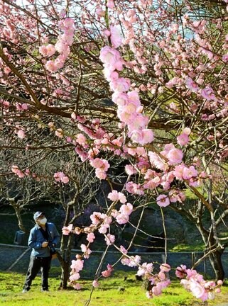 色鮮やかな梅の花に見入る来園者＝出雲市斐川町直江、斐川公園