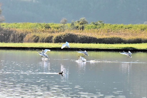 着水するコハクチョウ=米子市彦名新田、米子水鳥公園(野田勝利さん提供)