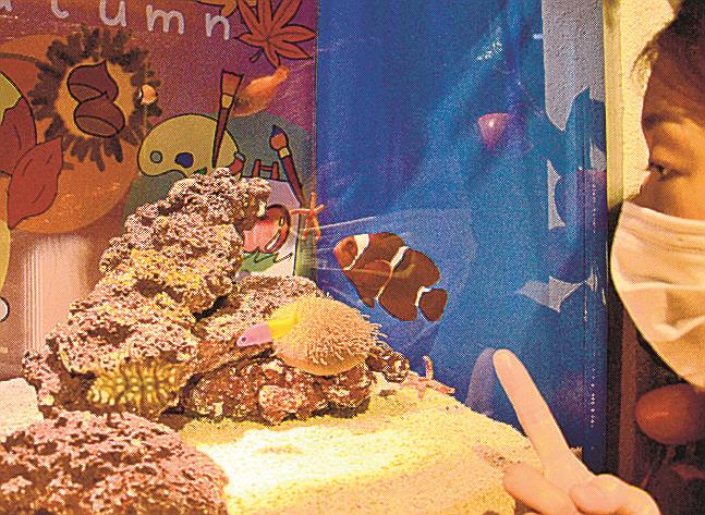 栗のような色をした体表が特徴的なシロミスジなどが泳ぐ水槽＝浜田市・江津市、しまね海洋館アクアス