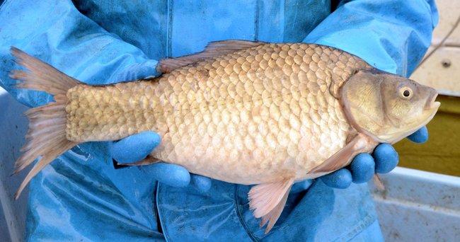 宍道湖で取れた寒ブナ(資料)