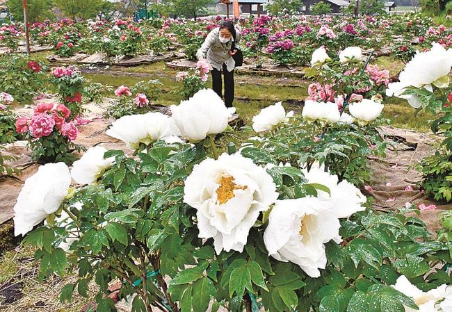 ボタンの花を観賞する来園者＝島根県飯南町、赤名観光ぼたん園
