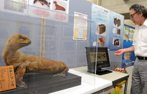 ニホンアシカの剥製などを紹介する藤原弘啓発推進員＝松江市殿町、竹島資料室