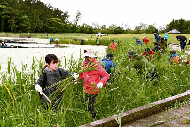 姫逃池の保全活動で雑草を取り除くボランティア=大田市三瓶町