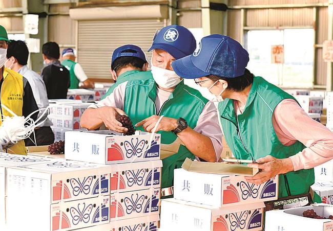 出荷前にデラウェアの品質を確認する検査員たち＝出雲市荒茅町、出雲ぶどう集荷所