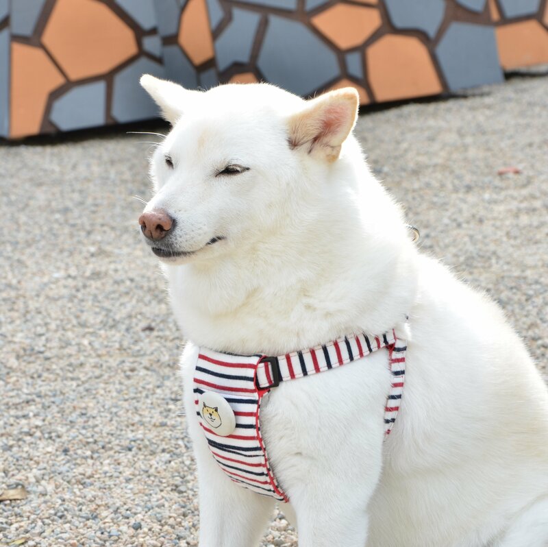 座っているだけで人だかりが 松江城周辺で人気の アイドル犬 その人気ぶりに密着 ｓデジオリジナル記事 山陰中央新報デジタル