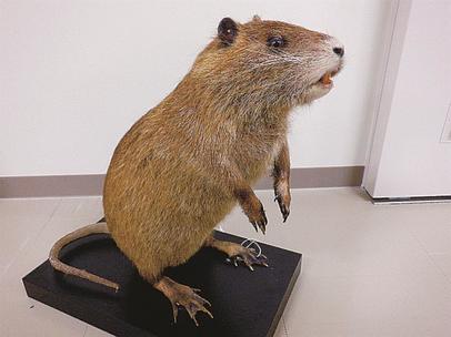 あなたのとなりのエイリアン ヌートリア 在来種追いやり捕食も | 山陰