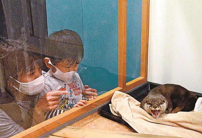 あくびのようなしぐさを見せるコツメカワウソを観察する親子＝米子市西福原２丁目、米子しんまち天満屋