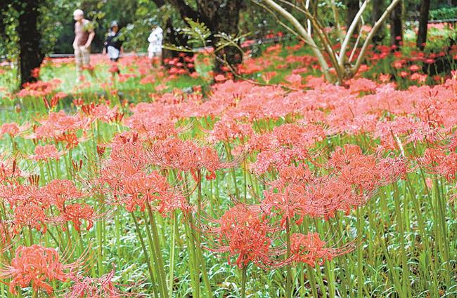 一面に咲き誇るヒガンバナを眺め、散策する行楽客＝島根県吉賀町蔵木