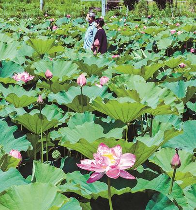 見頃を迎えたハス＝松江市下佐陀町、鏡谷はす園