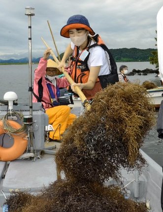 中海で「オゴガキ」を使ってオゴノリを刈る参加者=松江市八束町入江