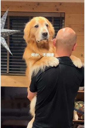 大好きな抱っこのはずがなのに無表情を浮かべるモッシュくん/mosh324さん(@golden_mosh)提供