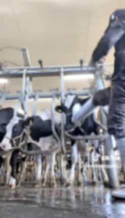 ＳＮＳで拡散された、男性が乳牛を蹴る様子が映された動画の一場面（画像の一部を加工しています）