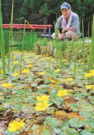 見ごろを迎えているアサザ＝浜田市金城町下来原、雲城トンボ公園