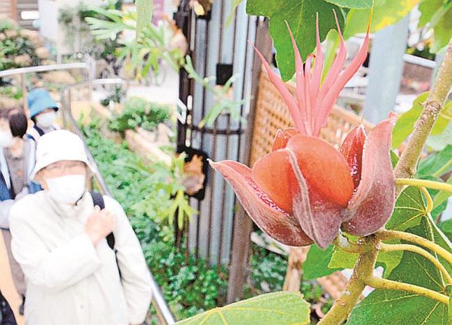 手のような形をしたデビルズハンドツリーの花＝出雲市西新町２丁目、しまね花の郷