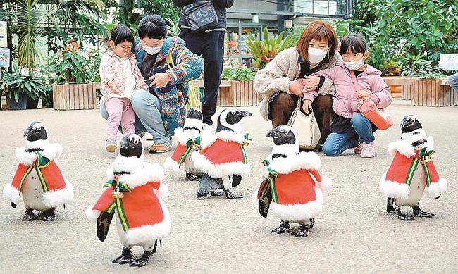 サンタ衣装を身にまとったペンギンと来園者ら＝松江市大垣町、フォーゲルパーク