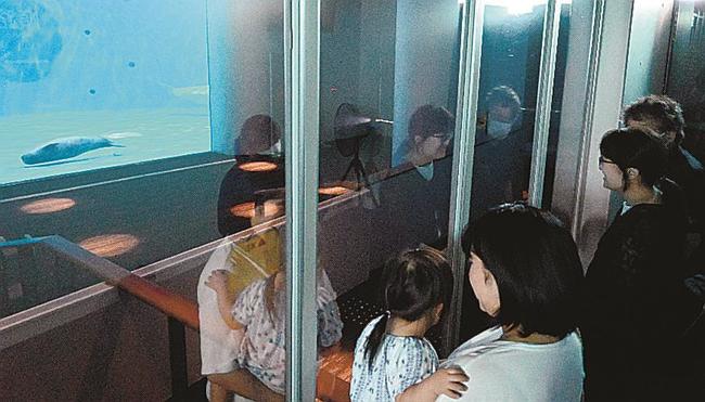 シロイルカの赤ちゃん（左奥）を見守る来館者＝浜田市・江津市、しまね海洋館アクアス