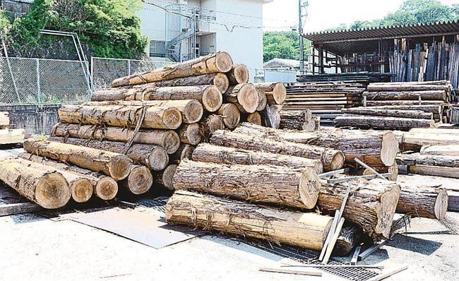 製材用で積み置かれた原木＝松江市矢田町、野口木材店