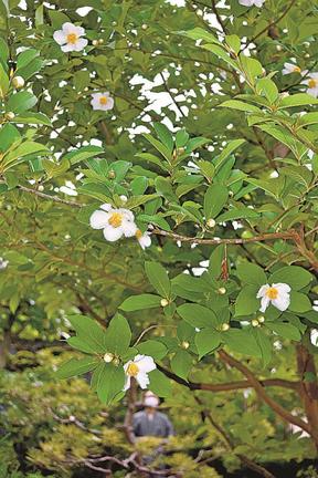 白い花を咲かせたナツツバキ＝益田市七尾町、妙義寺