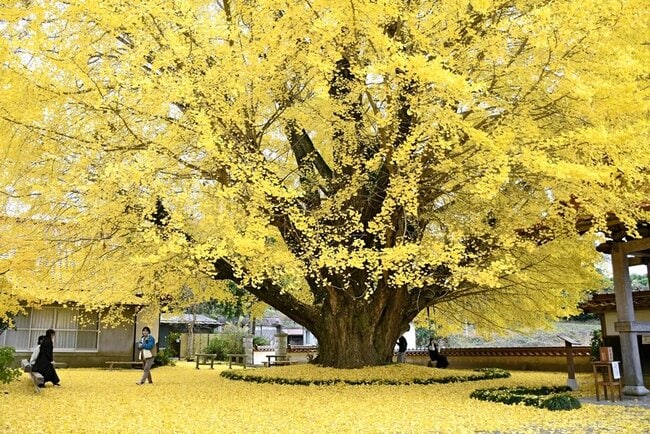 黄金に染まった浄善寺の境内＝大田市三瓶町