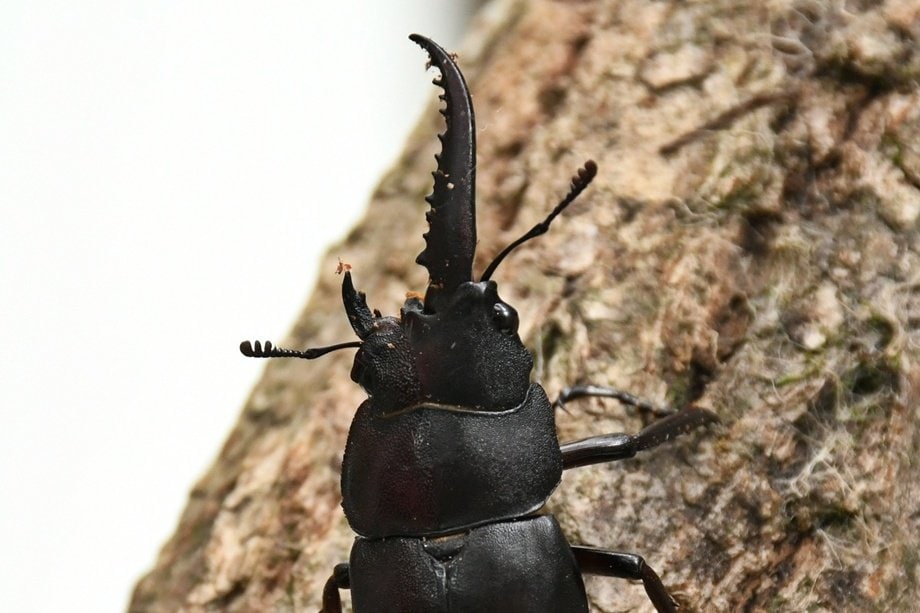 雌雄モザイク クワガタ など 雌雄モザイクのクワガタ 命の神秘、宿す両あご 都島・入澤さん