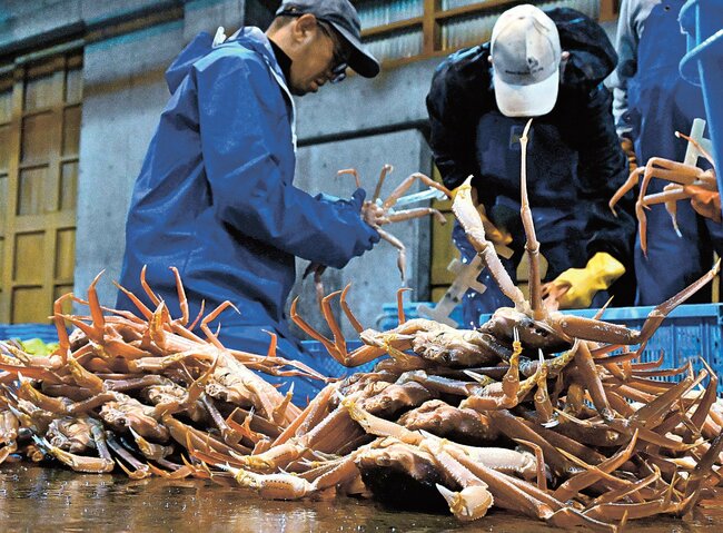 初水揚げされた松葉ガニ＝鳥取市賀露町西４丁目、鳥取港